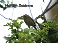 Canarische tjiftjaf [Phylloscopus canariensis]